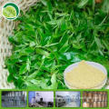 free sample plant extract matcha green tea extract TP tea polyphenol EGCG